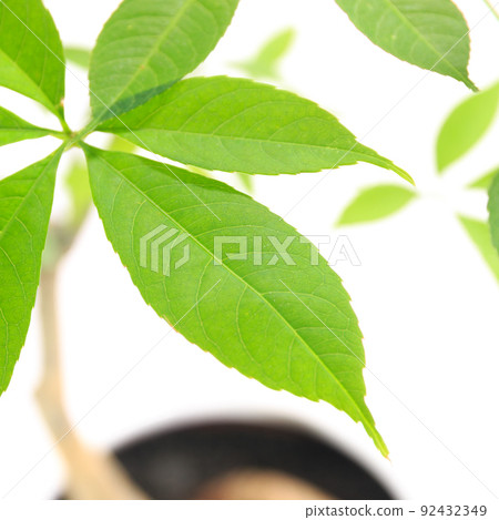 Potted plant of silk floss tree, also known as foliage plant, Yopparainoki [white background] 92432349