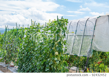 Cultivation of melons 92432452