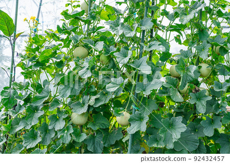 Cultivation of melons 92432457