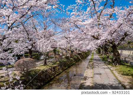 櫻花之時的哲學之路 92433101
