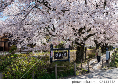 櫻花之時的哲學之路 92433112