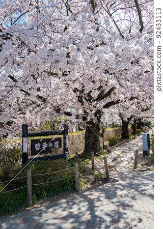Philosophy Road Around the time of cherry blossoms Philosophy Road Around the time of cherry blossoms 92433113