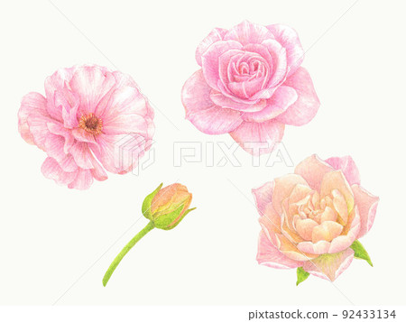 Rose and Ranunculus 92433134