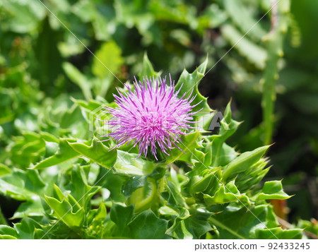 Purple flowers of Cirsium maritimum 92433245