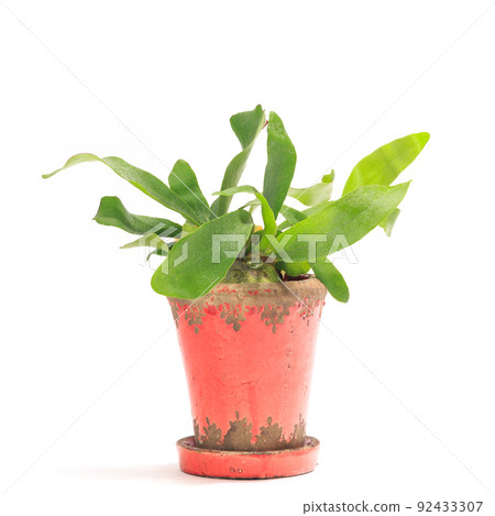 觀葉植物盆栽，蝙蝠蘭（鹿角蕨）[白色背景] 92433307
