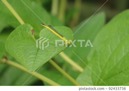 Kite Tombo that sticks to the leaves 92433736