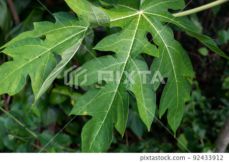 papaya 92433912