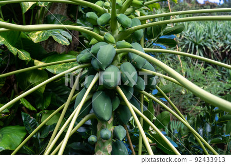 papaya 92433913