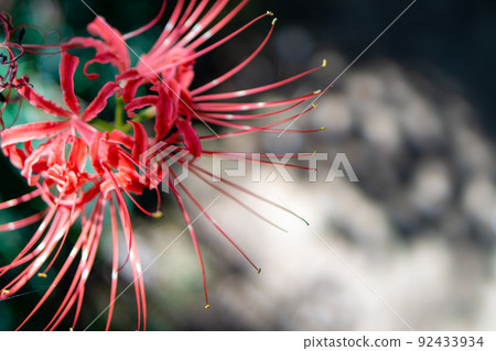 Close-up of Manshu Saka flowers overlooking from above Close-up of Manshu Saka flowers overlooking from above 92433934