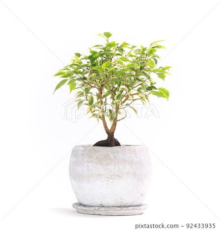 Potted plant of foliage plant, Ficus Benjamina Lovely [white background] 92433935