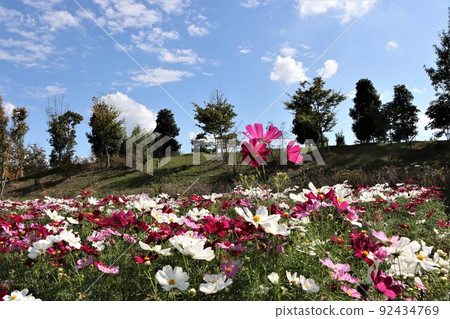 Cosmos field in Umami Hill Park that spreads out in the blue sky Cosmos field in Umami Hill Park that spreads out in the blue sky 92434769