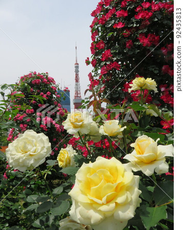 Tokyo Tower seen through roses Tokyo Tower seen through roses 92435813