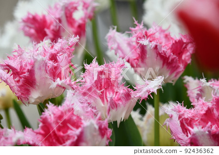 桃紅色邊緣開花的鬱金香 92436362