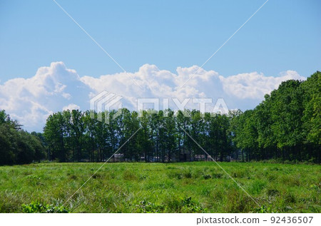 防風林 防風林 92436507