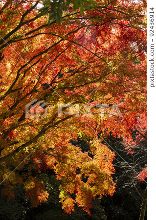 Autumn leaves Autumn leaves 92436914