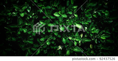 abstract stunning green leaf texture, tropical leaf foliage nature dark green background 92437526