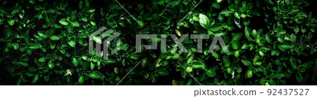 abstract stunning green leaf texture, tropical leaf foliage nature dark green background abstract stunning green leaf texture, tropical leaf foliage nature dark green background 92437527