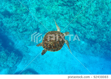 Sea turtle 92438083