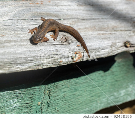 A beautiful brown lizard basks in the sun. Lies on a gray stone A beautiful brown lizard basks in the sun. Lies on a gray stone 92438196