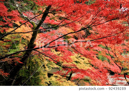 Colorful autumn leaves 92439289