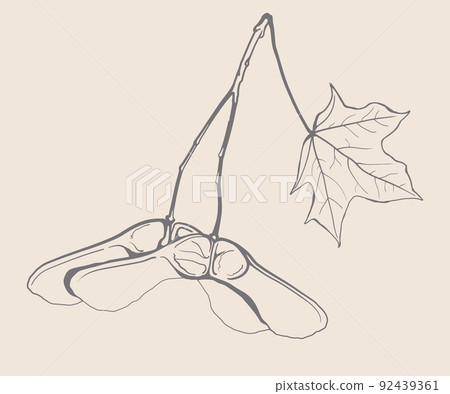 Nature fall plant maple tree foliage. Season art of autumn leaf hand drawn vector design. Nature fall plant maple tree foliage. Season art of autumn leaf hand drawn vector design. 92439361