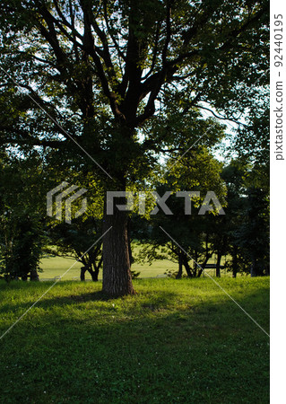 公園樹木和傍晚的陽光 公園樹木和傍晚的陽光 92440195
