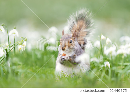 Close-up of a Grey Squirrel eating nut in snowdrops 92440575