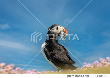 Close up of Atlantic puffin with sand eels in the beak against blue sky 92440582