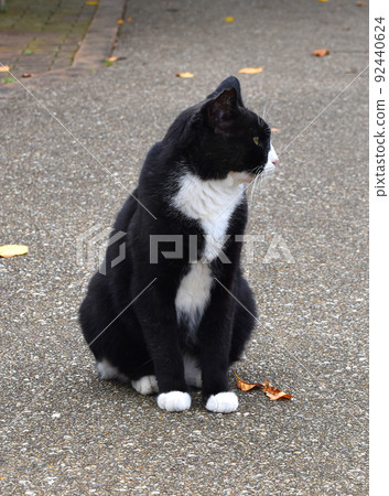 側身面對的黑白蜜蜂流浪貓 側身面對的黑白蜜蜂流浪貓 92440624