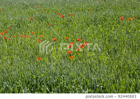 red poppies growing in an agricultural field with cereals red poppies growing in an agricultural field with cereals 92440881