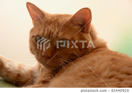 一隻茶虎貓盯著窗戶 92440928