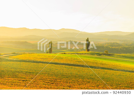 被夕陽染紅的兩棵白楊樹“秋天的北海道” 92440930