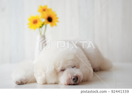 與向日葵一起睡覺的玩具貴賓犬 與向日葵一起睡覺的玩具貴賓犬 92441339