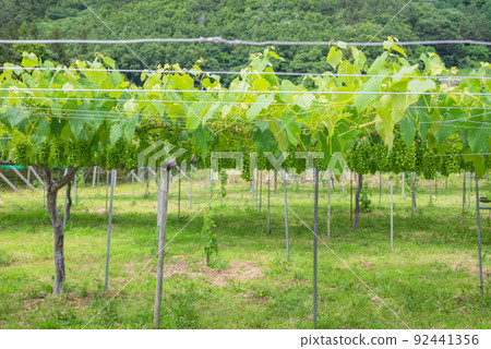 Vineyard [Iriyamabe, Matsumoto City] 92441356