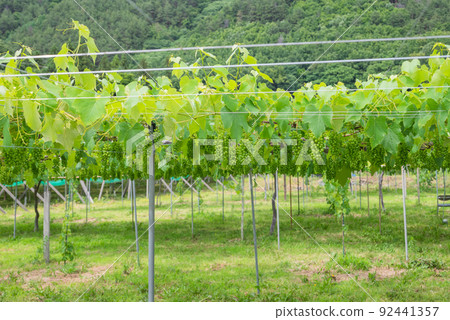 Vineyard [Iriyamabe, Matsumoto City] 92441357
