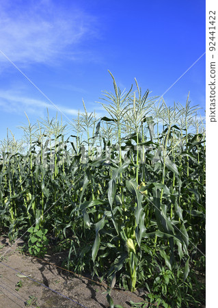 Corn field Corn field 92441422