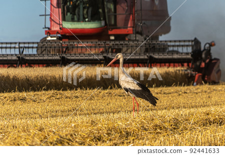 The combine mows a wheat field. A white stork walks in front of the combine. Grain harvest in summer The combine mows a wheat field. A white stork walks in front of the combine. Grain harvest in summer 92441633