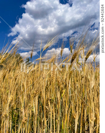backdrop of ripening ears of yellow wheat field on the sunset cloudy orange sky background. Copy space of the setting sun rays on horizon in rural meadow Close up nature photo Idea of a rich harvest  92441684