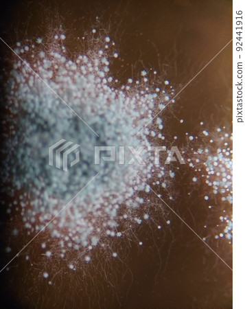 藍色黴菌菌落生長的地方 92441916