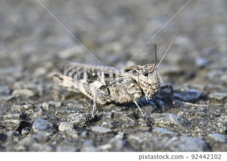 Car grasshopper 92442102