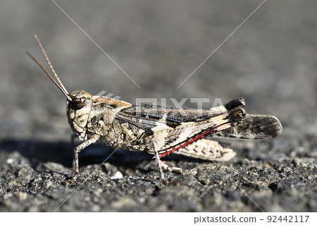 汽車蚱蜢 92442117