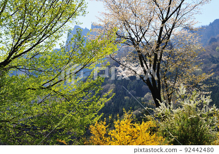 Myogisanroku Spring in full bloom Myogisanroku Spring in full bloom 92442480
