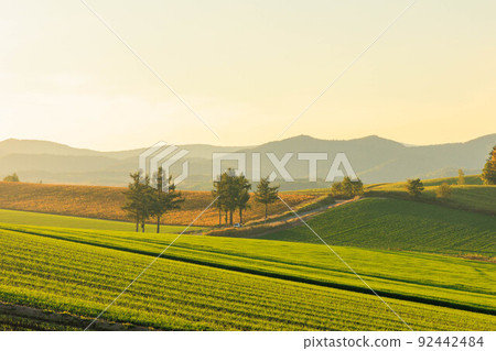 Mild Seven Hills Road "Autumn Hokkaido" dyed in the setting sun 92442484