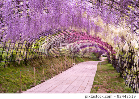 Wisteria of wisteria 92442519
