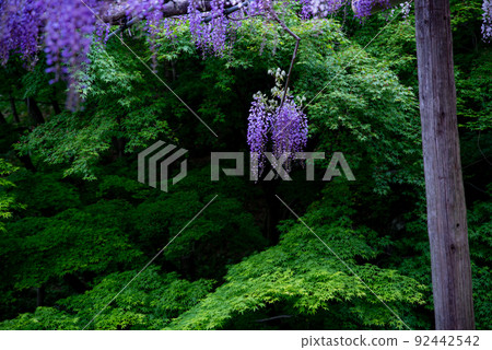 Wisteria of wisteria Wisteria of wisteria 92442542