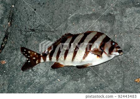 Spottedtail morwock caught by fine fishing Spottedtail morwock caught by fine fishing 92443483