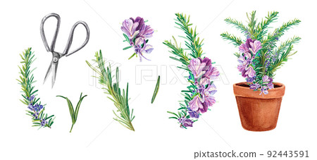 Rosemary set with large purple flowers on a white background. Twig, scissors, flower in a pot. Watercolor illustration of spices for cooking. Botanical provencal herbs. For design, textiles, packaging 92443591