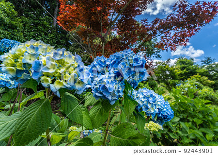 Hydrangea Mandala Garden Wakayama Hydrangea Mandala Garden Wakayama 92443901