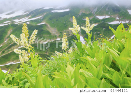 立山黑部阿爾卑斯山脈路線:夏季室堂盛開的高山植物 立山黑部阿爾卑斯山脈路線:夏季室堂盛開的高山植物 92444131