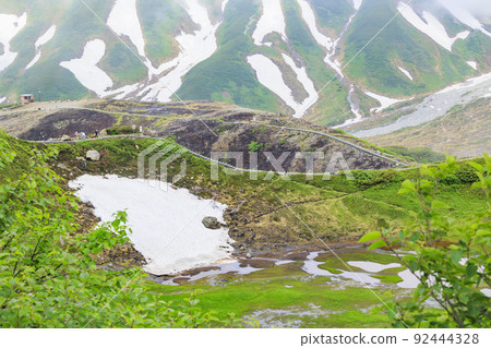 立山黑部阿爾卑斯山脈路線:夏季室堂盛開的高山植物 立山黑部阿爾卑斯山脈路線:夏季室堂盛開的高山植物 92444328